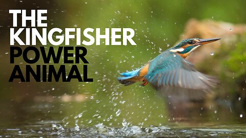 The Kingfisher Power Animal