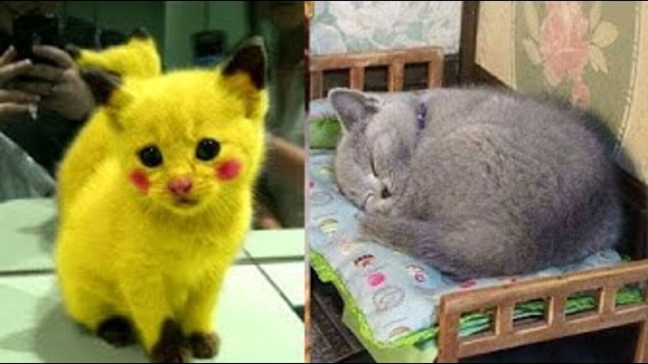 Funny baby cats 6 compilation