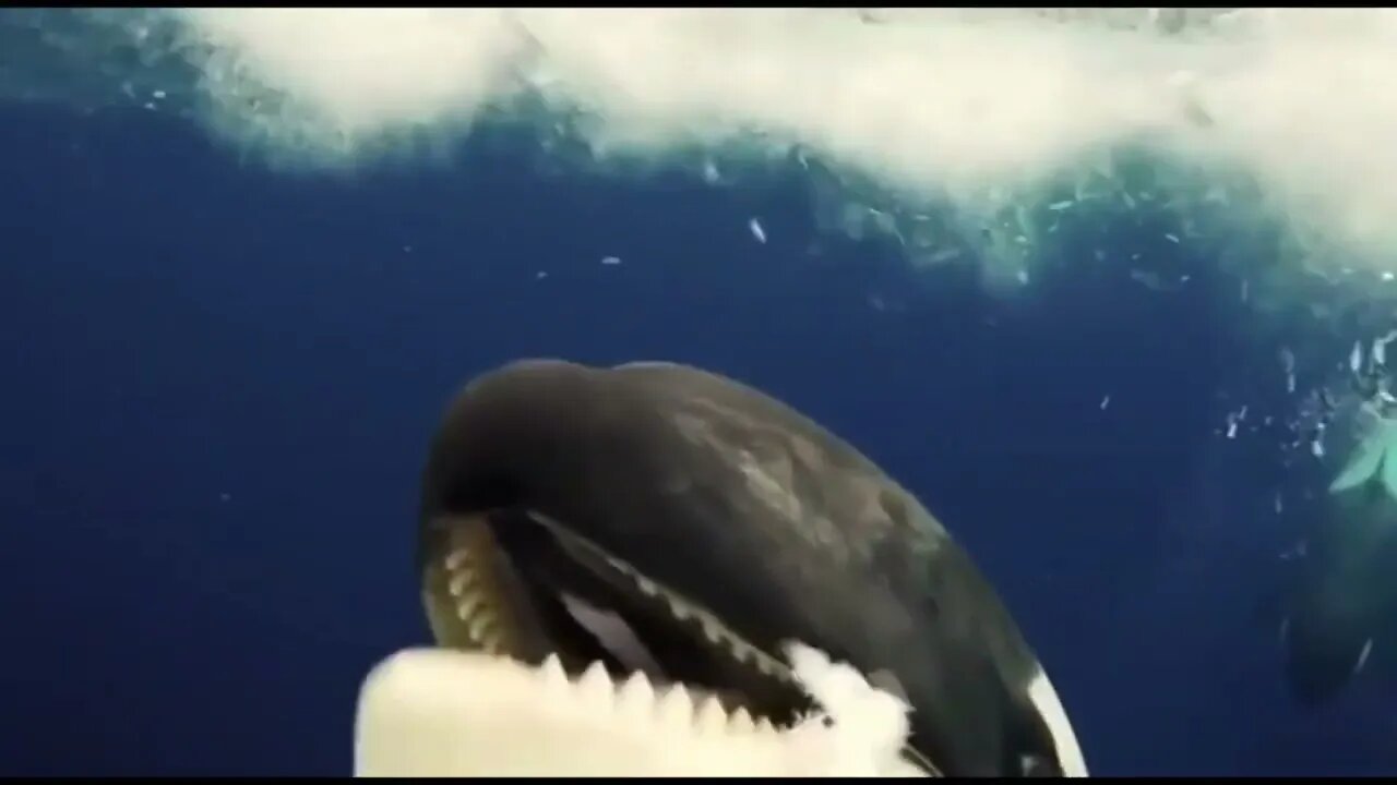 Orca trying to feed a diver with an offering of fish