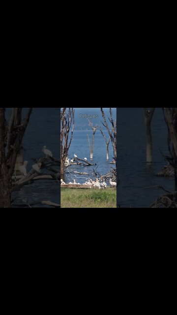 Lake Nakuru Sightings 10/09/22 (Buffalo, Rhino, etc) | Zebra Plains | #shorts