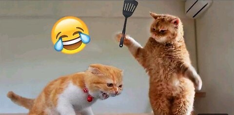 The dog thought another dog in the mirror😆😆