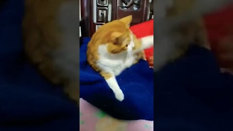 Cat Video #reels #shorts #cat #funny