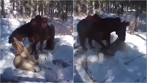 Video e pazakontë nga Bjeshkët e Sharrit, Kali kafshon ujkun