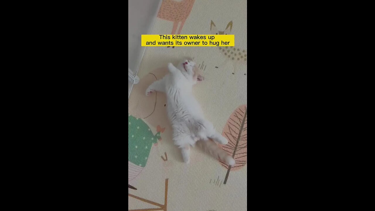 The owner doesn’t want to care about this little lazy cat#catsoftiktok #funny #cute #pet #foryou