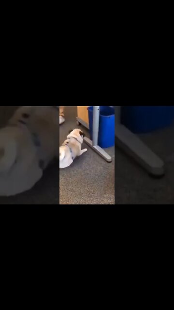 cute animals #short #shorts #cute animals 14