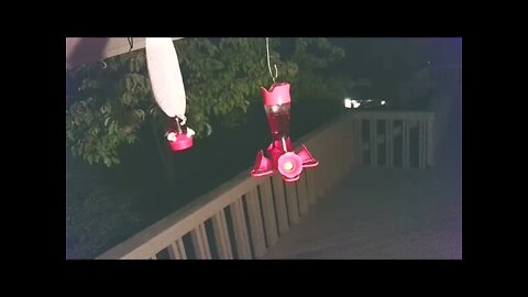Live Bird Feeder "Frogs All night" Asheville NC. In the mountains. Aug. 27 2021