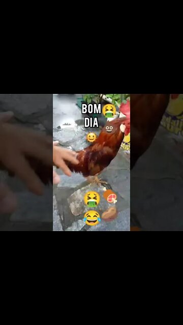 Bom Dia do Galo!