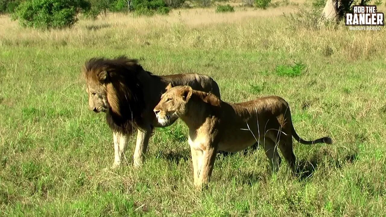 Even Lions Show Respect To Their Ladies! | Archive Lion Footage