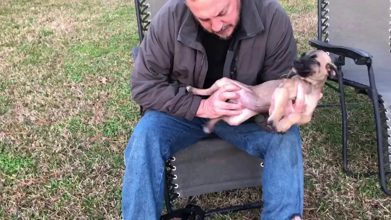 Pups from ASC’s Scratch x ASC’s Onyx at 7 weeks