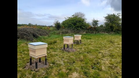 Beekeeping vlog 20th June