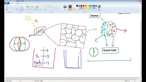 Biology 9th Osmosis and Guard Cells