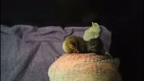 Duckling and 3 chicks born today January 19th 2022