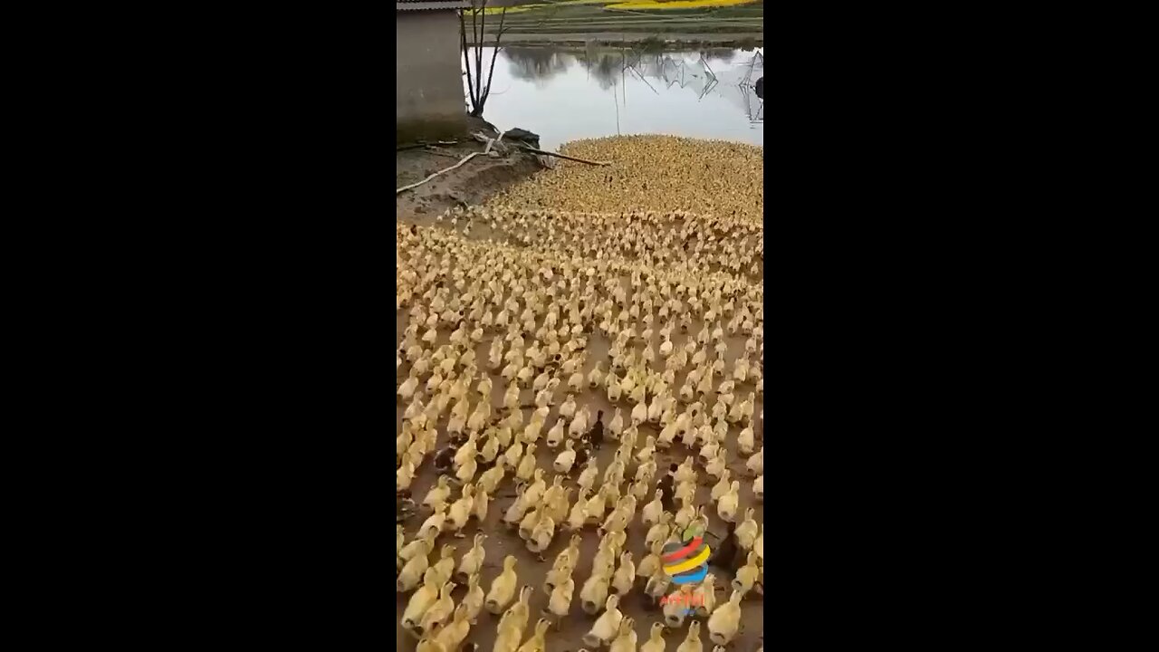 Baby ducks