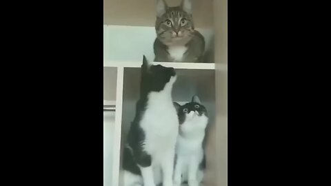 animals funny video #cat #dog