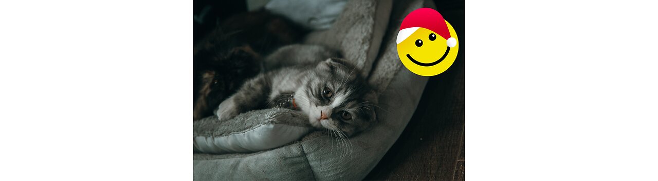 You Laugh You Lose YOU ENJOY 😂 Funniest Cats and Dogs 2023 😻🐶 Part 7