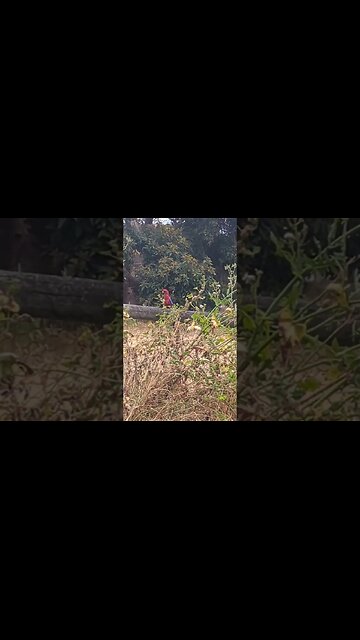 From my Kitchen Window | Australia | Crimson Rosella | Intrepids