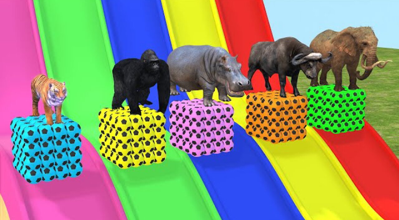 Long Slide Game With Elephant Gorilla Buffalo Hippopotamus Tiger - 3d Animal Game