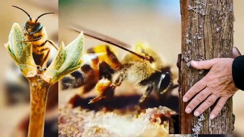 C'est quoi la propolis et comment la propolis fabriquée