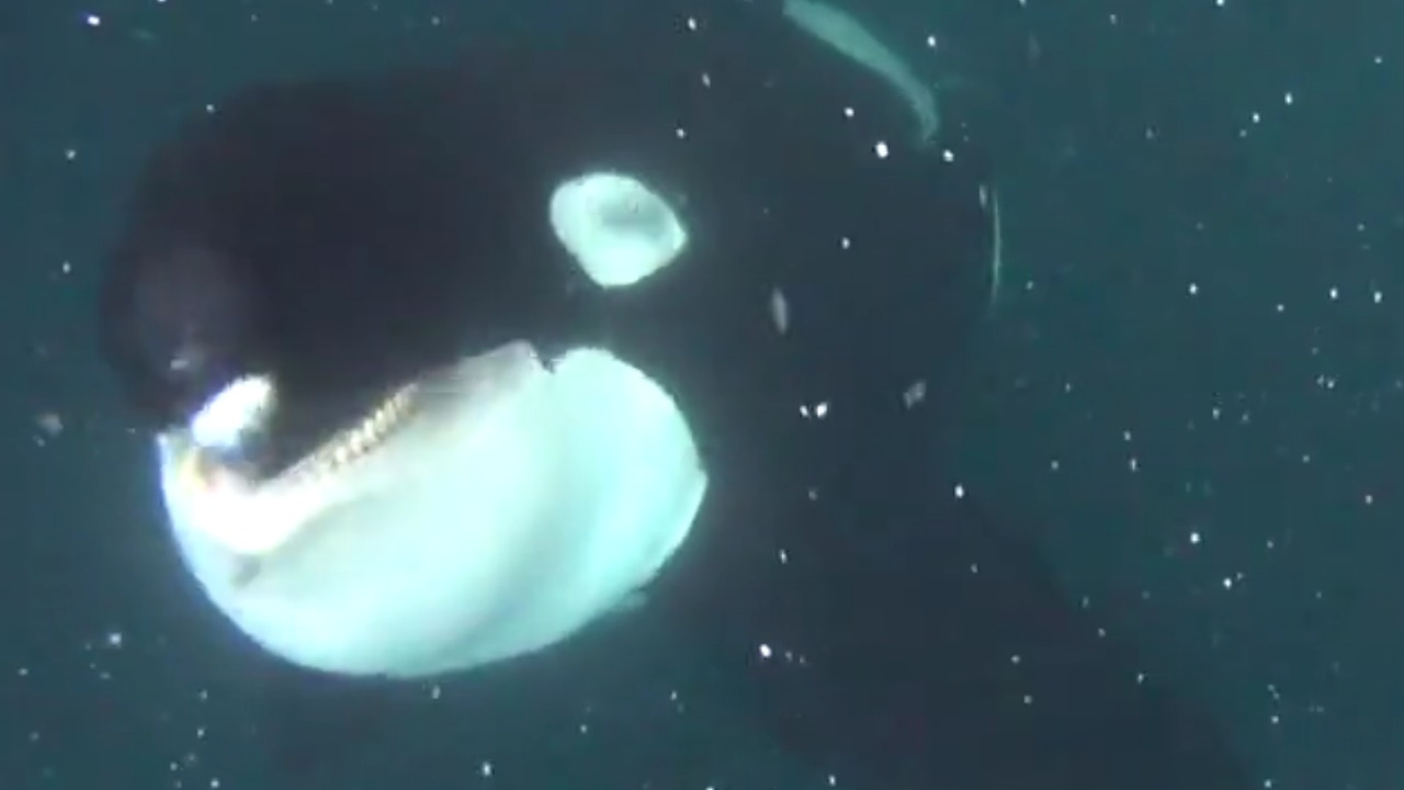 Diver has extreme face-to-face encounter with Killer Whale