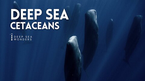 Cetaceans, the Giants of the Open Ocean | Nature World Explore
