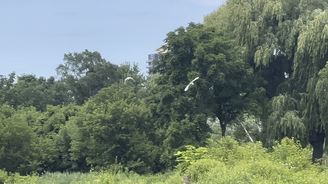 Birds of Humber River James Gardens Toronto