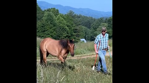 Allie the Wonder Horse has a "come to Jesus" moment!