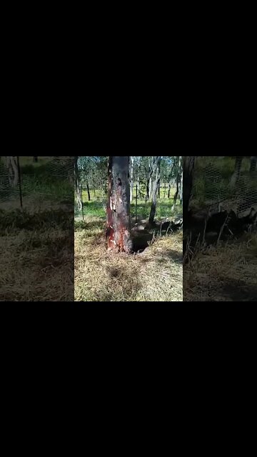 Goose chasing me away from the Ducklings