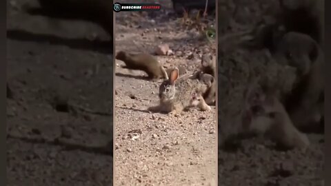 Mongoose attack rabbit #shorts