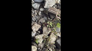 The life of plants