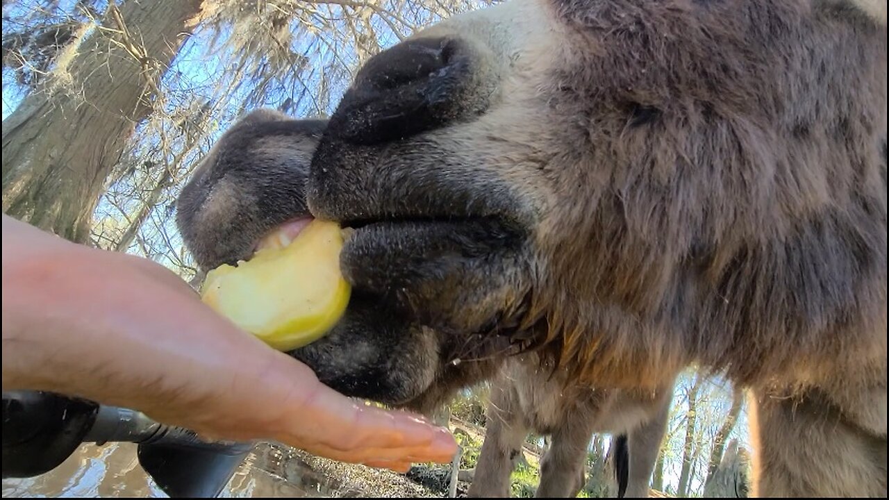 Kayaking to feed donkeys