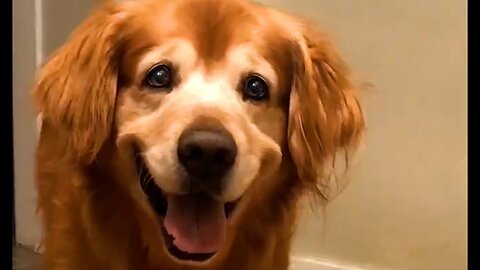 The World's Happiest Dog 😍 | FUNNIEST Pets Of The Month 2023