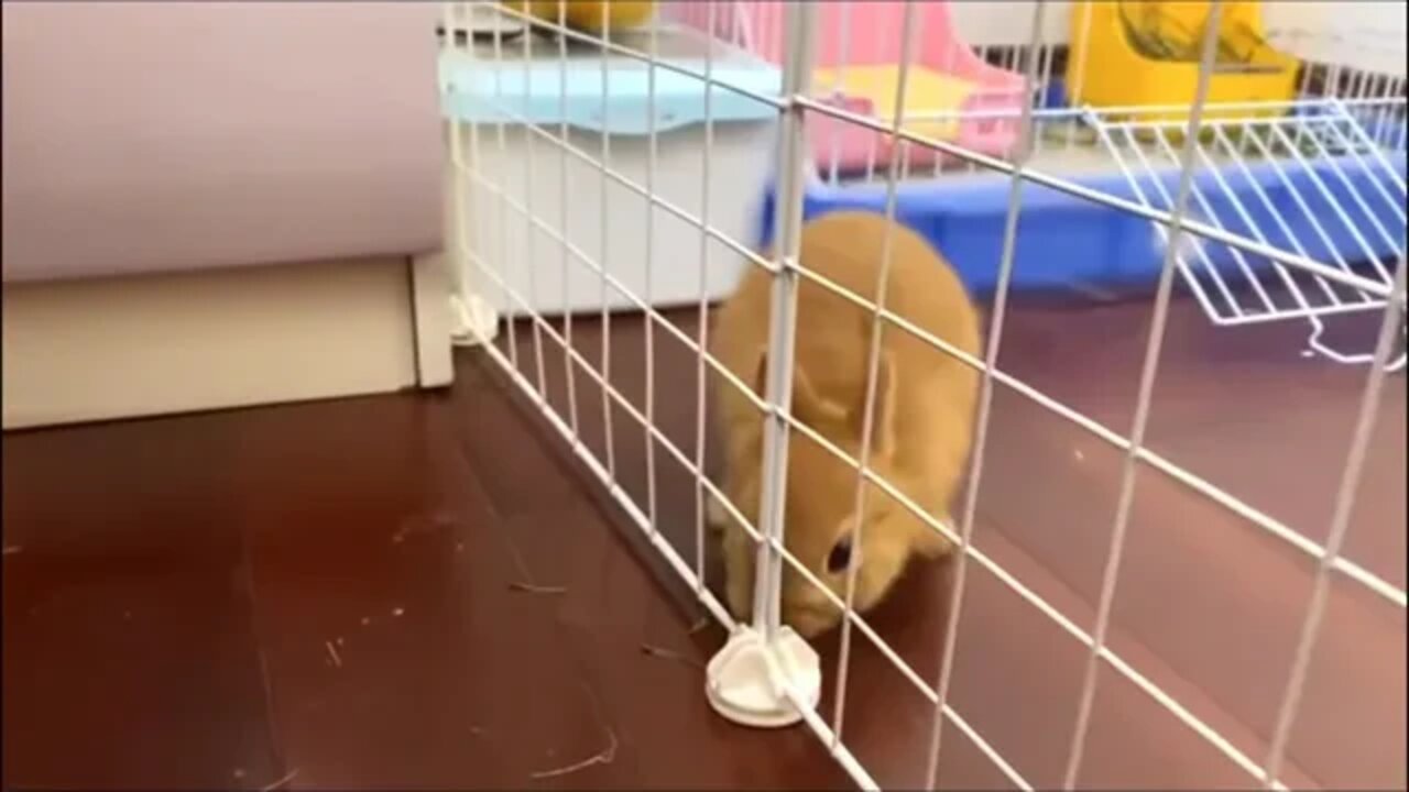 Cutest Rabbit Moments