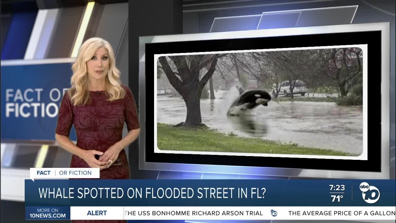 Fact or Fiction: Whale spotted on street flooded by Hurricane Ian