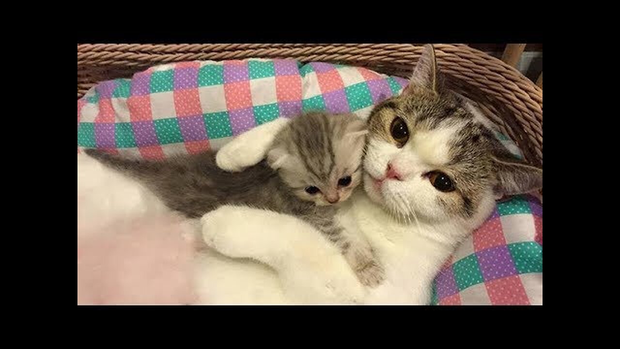 Mother Cat and Cute Kittens - Best Family Cats Comilation 2018