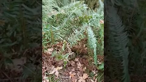 Bushwhacking Vancouver Island