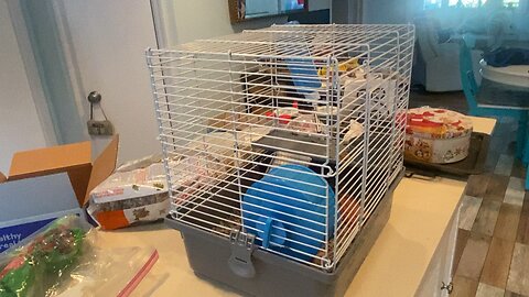 Cleaning the hamster’s cage