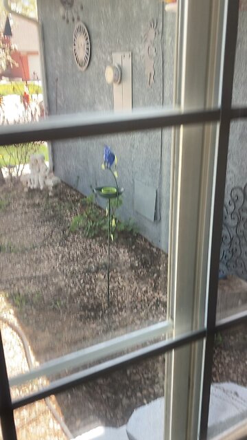 Male female orioles having some grape jelly