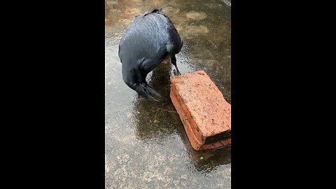 wow strange bird वाह विचित्र पक्षी