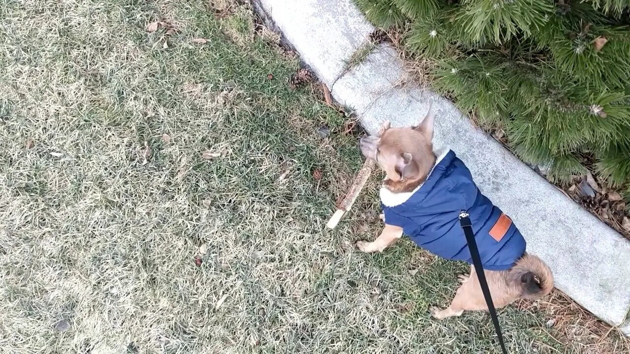 He loves this stick that he found