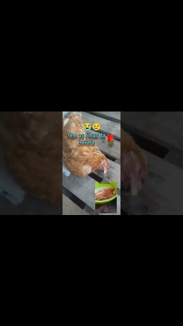 26 Abril 2022 Minha Galinha BOA M0RR€ Velório. Ela foi a primeira Galinha junto com a irmã falecida🥺