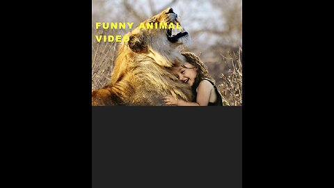 Funny animal videos