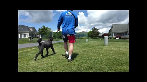 New video dog run