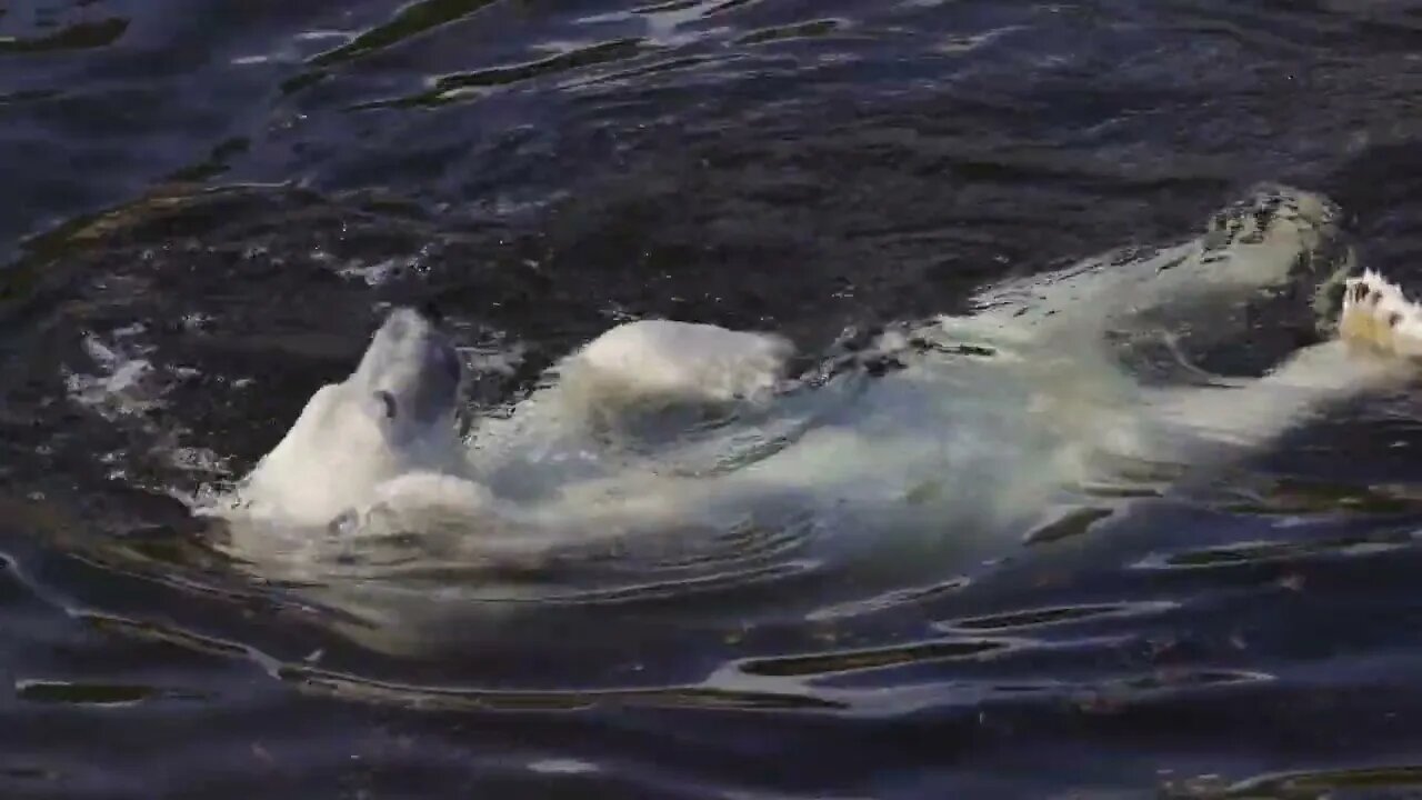 Polar bear Ursus maritimus is a hypercarnivorous bear whose native range lies largely within the Arc