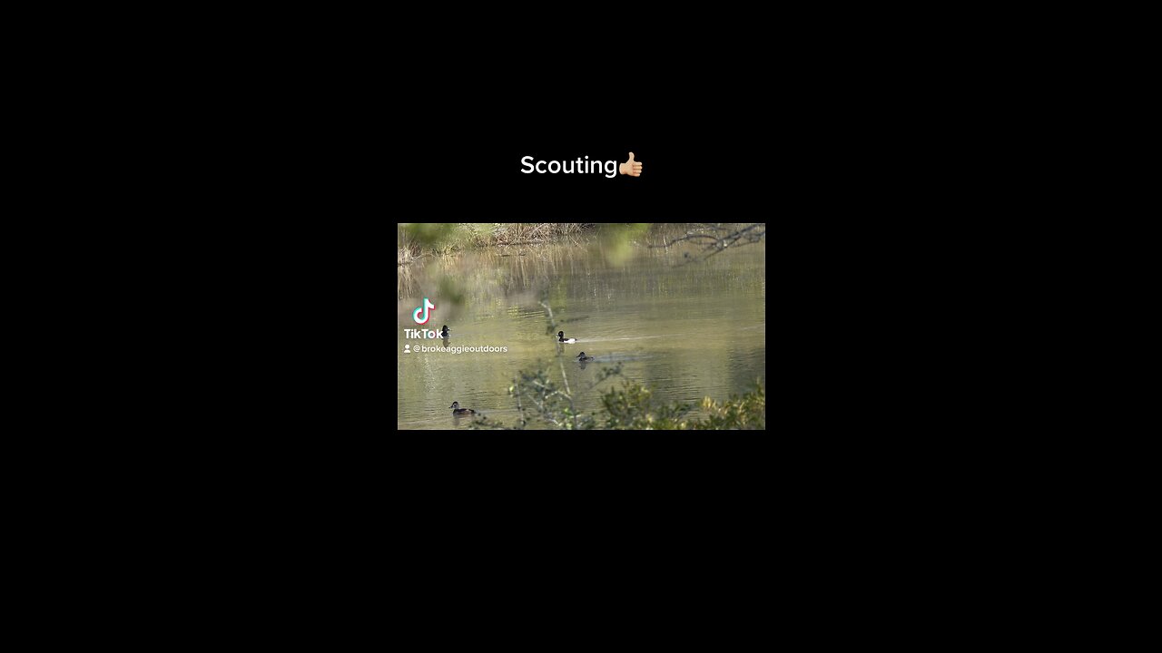 Scouting ducks