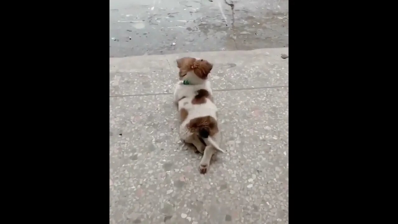 Rain rain go away, lil doggo wants to play