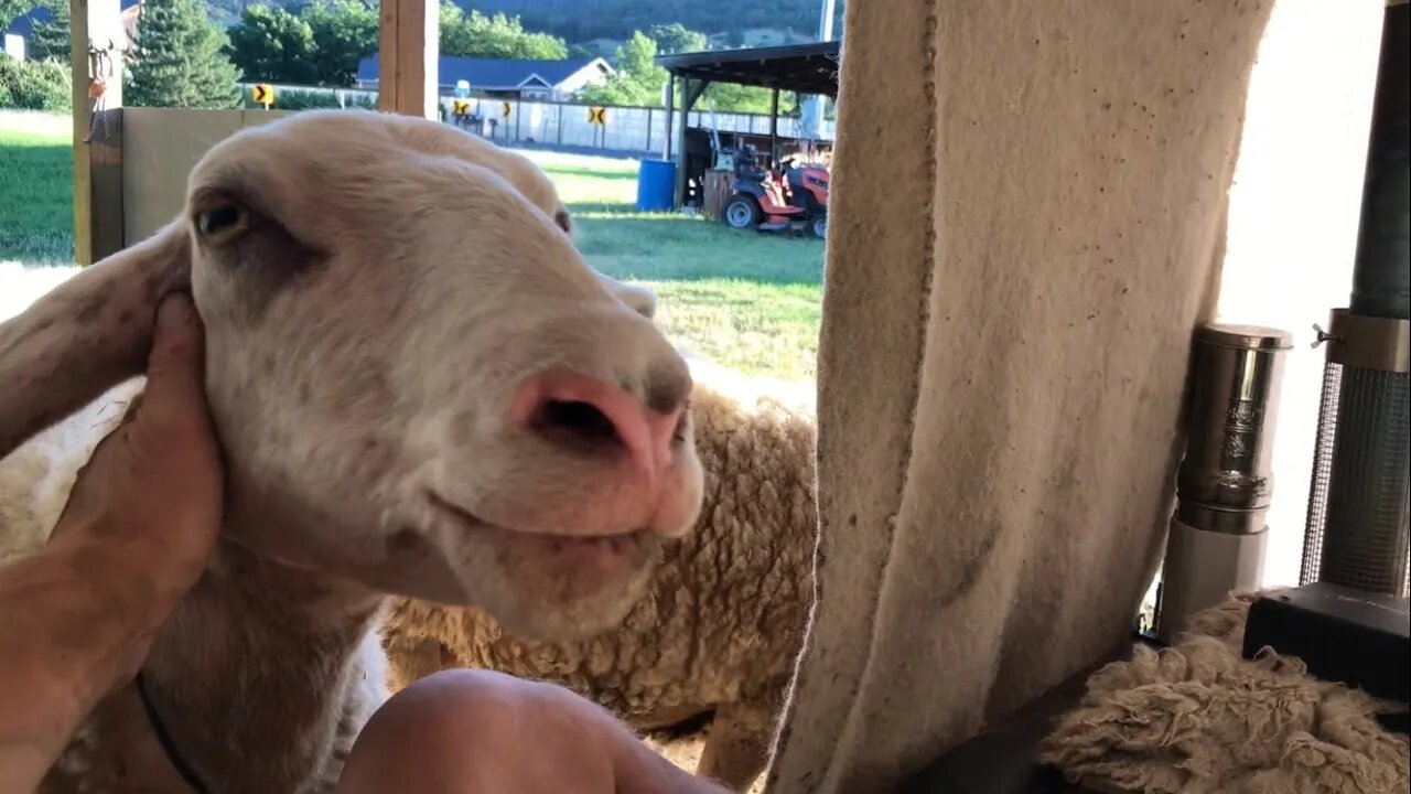 Pitbull Offleash Near Sheep and New Whey Butter Is Made Magically?!