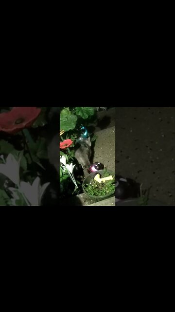 The Cat Chases The Fox #Shorts 😺