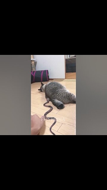 I Surprise My Dogs Try Not To Laugh Impossible Funny Dogs & Cats Best Funny Animal Videos