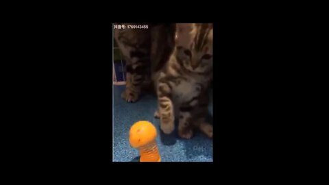 Os pets mais engraçados da internet - funny pets part2 #shorts