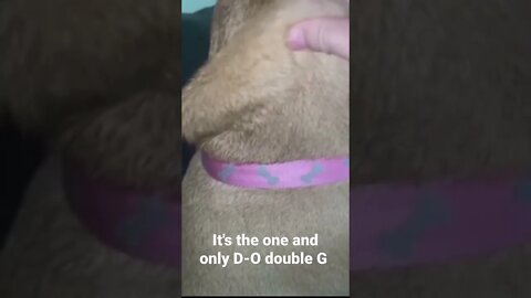 MEME is the one and only D-O double G #shorts